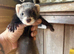 Micro eu ferrets 9 weeks old