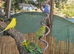 Mixed breading pair budgies