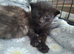 6 beautiful kittens