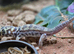 Various reptiles and enclosures