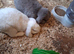 Pure French lop adult rabbits for sale