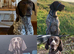 German shorthaired pointers 3 girls & 3 boys