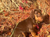 Female daxie 9weeks old