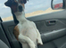 Jack Russell stud dog