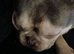 French Bull bitch (unspayed)