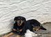 Collie x Kelpie pups