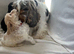 Cockapoo