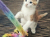 Two ginger male kittens ready for a new home now!