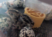 Beautiful Baby Italian Quail for sale