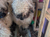 Swiss valais sheep