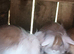 Angora x lion head bunnies