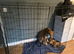 Lurcher puppies