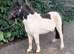 9hh piebald shetland gelding