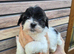 Malshipoo 1 Girl and 1 Boy left