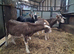 Wether Goats