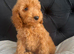 Cockerpoo Puppies