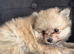 Pomerian pups for sale!!