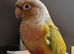 3 Conures for rehoming