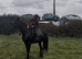 Real life Black Beauty - 15.3hh gelding
