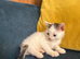 Beautiful sphynx cross kittens