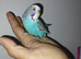 Hand reared tame budgie