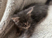 Pure Maine Coon Kittens. DELIVERY is available.