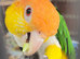 Beautiful white bellied caique parrot