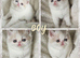 2 BEAUTIFUL GCCF EXOTIC PERSIAN KITTENS