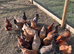 Point of Lay hens