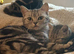 British Shorthair silver tabby crosses