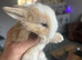 3 litters beautiful mini lops - super temperaments