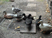 Call ducks for sale