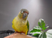 Semi tame conure with cage