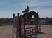 15.3hh Cob x Riding Gelding