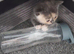 7 healthy bsh Cross kittens ready now