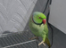 Indian Ringneck parrot