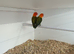 Dark factor violet green opaline Fischer's lovebirds