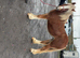 Traditional cob filly