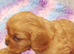Beautiful cavalier King Charles puppies