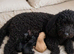 F1bb cavapoo puppy ready now