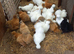 Silkie pullets 16to18 weeks old