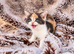 Ready now Britsh shorthair rare tri colour kittens