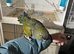 Tame and talking Pantagonion conure