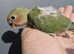 Baby love bird