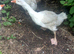 2 female embden geese,  egg laying. Swansea