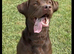 2 x 2yo KC reg chocolate Labrador boys