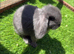 Beautiful mini lops