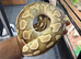 Royal Pythons Various Morphs