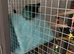 Parakeet for sale and cage