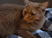 Stunning Cinnamon British Shorthair Female